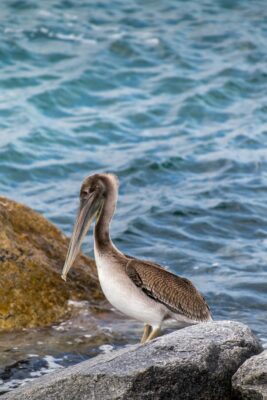 gray pelican on brown rock near body of water during daytime