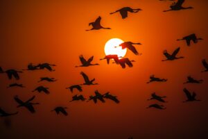 flock of birds in silhouette photography